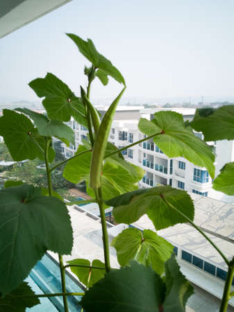 Okra plant growing in home garden in Asia, nature concept with sunset warm light, agriculture industry, sustainable life.の写真素材