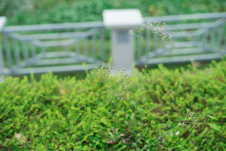 Small flowers in the tropical park.
