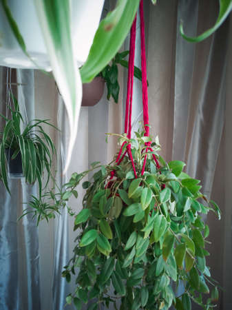 Maroon twine macrame plant hangers hanging from a metal pole. They are holding pots with plants in them. Hanging near the window.の写真素材