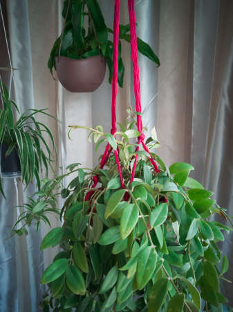 Maroon twine macrame plant hangers hanging from a metal pole. They are holding pots with plants in them. Hanging near the window.の写真素材