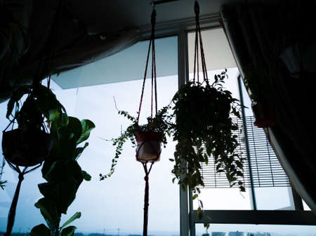 Maroon twine macrame plant hangers hanging from a metal pole. They are holding pots with plants in them. Hanging near the window.の写真素材