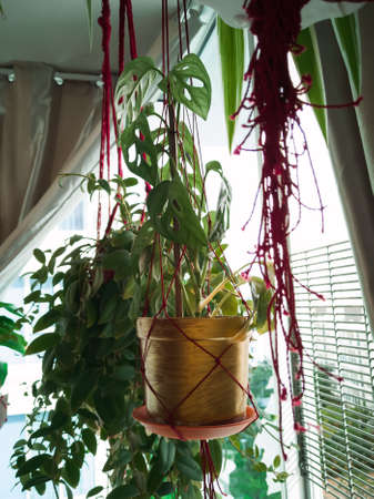 Maroon twine macrame plant hangers hanging from a metal pole. They are holding pots with plants in them. Hanging near the window.の写真素材
