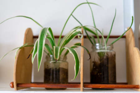 houseplant, Chlorophytum comosum or spider plants in a clear transparent jar.の写真素材