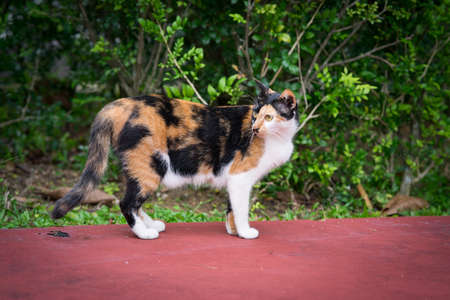 Close up portrait of cat on green background with copy-space and sunlight. Adorable young cute...
