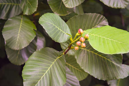 Rainforest trees and leaves. Green subtropical scenery.