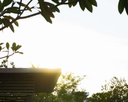 Golden hours with trees silhouette and canopy.の写真素材