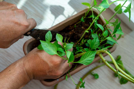 Gardening at home. Replanting green chillies in home balcony garden. Potted green plants at home,
