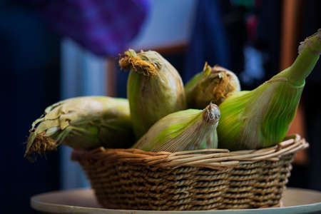 Ears of organic corn on a weaved basket. Harvested corn or Jagung.