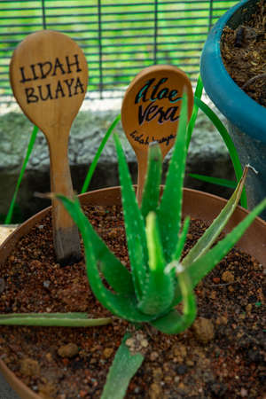 Aloe vera or "lidah buaya" is tropical green plants tolerate hot weather. Aloe vera is a very useful herbal medicine for skin care and hair care that can be used as treatment.の写真素材