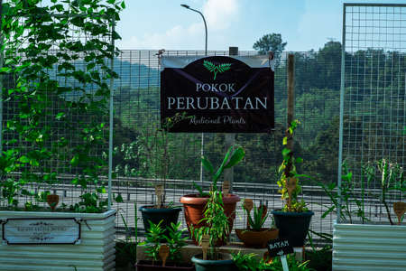 Bangi, Malaysia - October 28, 2020: Pokok Perubatan or Medicinal Plants in the garden.