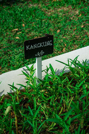 kangkung or water spinach growing in the garden.の写真素材