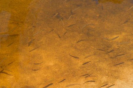 Fish in clear water. A flock of small fish in crystal clear water. Fish farming, fishing. Sunny day, the shadow of the fish on the rocky bottom of the river. View from above.の写真素材