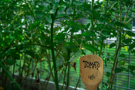 Tomato label on the wooden spatula. The tomato is the edible, often red, berry of the plant Solanum lycopersicum, commonly known as a tomato plant.の写真素材