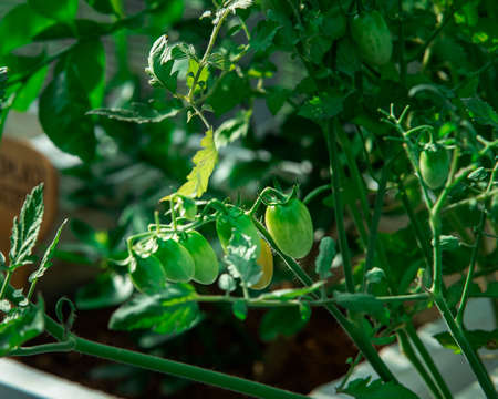 Green tomato plant. The tomato is the edible, often red, berry of the plant Solanum lycopersicum, commonly known as a tomato plant.の写真素材