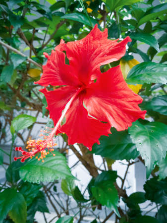 Red hibiscus flower on a green backgroundの写真素材