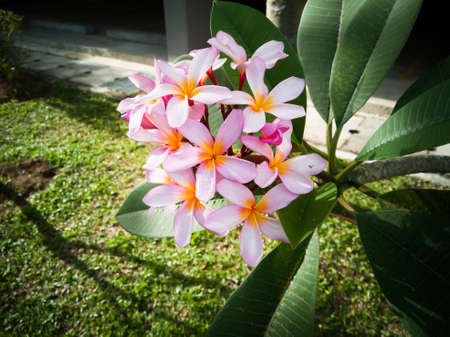 Frangipani flowers on a frangipani tree colors in the color vintage.