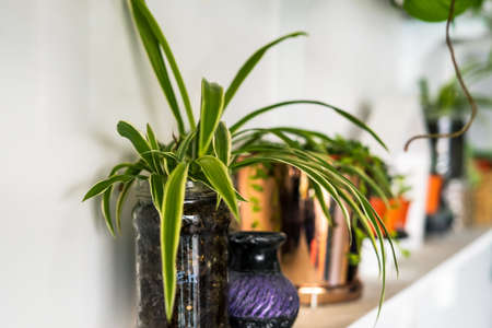 spider plants on the plant shelves, indoor plants, modern minimalist home.の写真素材