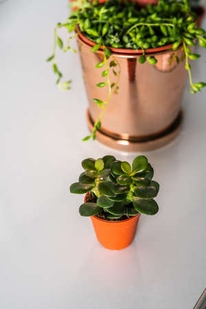 Small plant in pot succulents or cactus on white background by front viewの写真素材