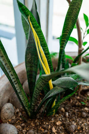 Potted Sansevieria plant near window at homeの写真素材