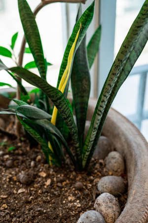 Potted Sansevieria plant near window at homeの写真素材