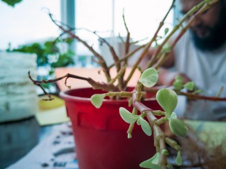 Man planting indoor plants in new pot on balcony.の写真素材