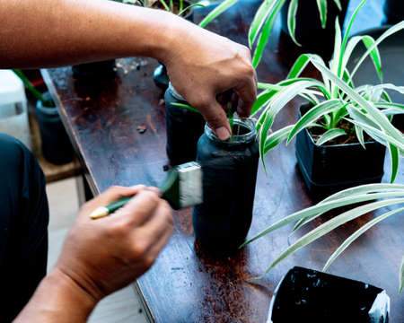 Painting a recycled flower pot in black at home. DIY makeover indoor plants project.