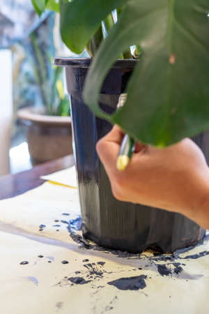Beautiful monstera flower plant in a black pot in the garden.の写真素材