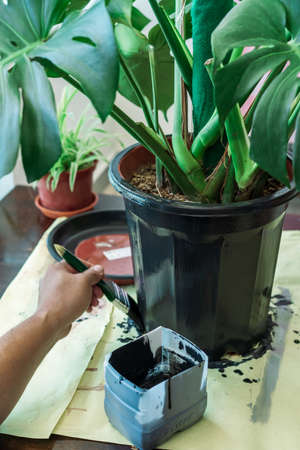 Painting the flower pot in black at home. DIY makeover plants project. Balcony garden.の写真素材
