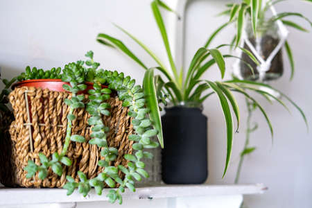 Succulents and indoor plants in different shape pots on the white shelf. Scandinavian hipster home decorationの写真素材
