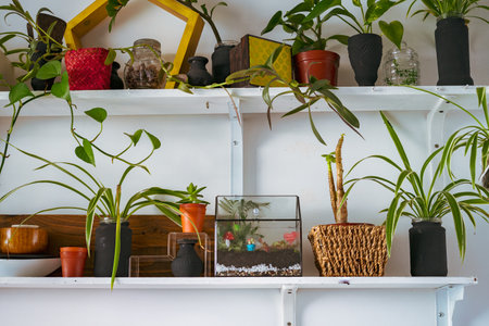 Small decoration plants in a glass garden terrarium forest. Terrarium house with piece of forest with self ecosystem in modern interior. Terrarium Miniature Botanical Growの写真素材