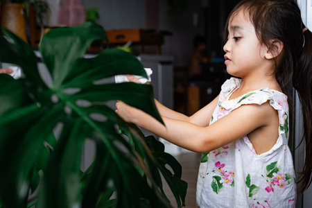 A little girl with the houseplant leaves, taking care of plant Monstera.の写真素材