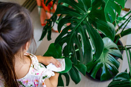 Cleaning the houseplant leaves, taking care of plant Monstera using a cotton sheet. Home gardening.の写真素材