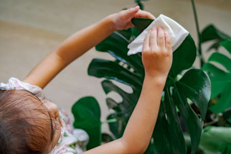 A little girl oiling the houseplant leaves, taking care of plant Monstera using a cotton sheet. Top view.の写真素材