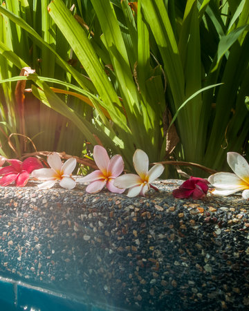 group of Frangipani flowers blooming near swimming pool