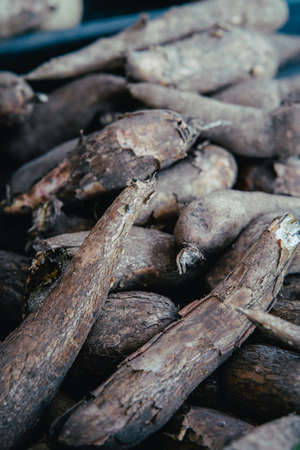 Cassava, also called manioc, yuca, balinghoy, mogo, mandioca, kamoteng kahoy, tapioca and manioc root, a woody shrub of the Euphorbiaceae family native to South America.の写真素材