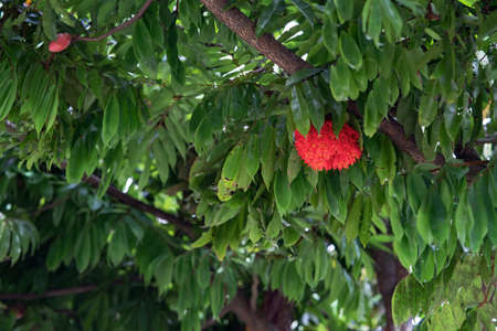 Vibrant Decorous Red Flowering Gum Tree Blooming in Striking Visual Glory.の写真素材