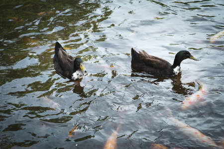 Male and female mallard duck swimming on a pond with colourful fishes while looking for foodの写真素材