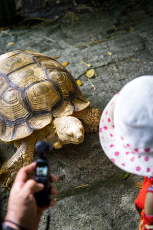 Big tortoises walking on the ground.