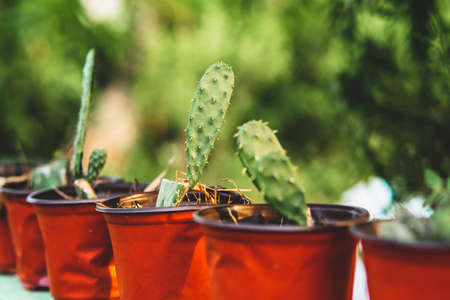 Various cactus and succulent plants in pots. Potted cactus house plants on brown shelf in outdoor.の写真素材