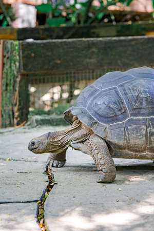 Big giant tortoise walking on the ground.の写真素材