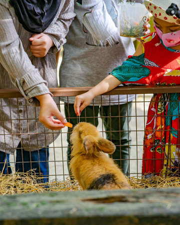 Feeding  a cute brown bunny in a wooden cage by a little girl.の写真素材