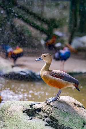 Duck resting after playing with water in the pond.