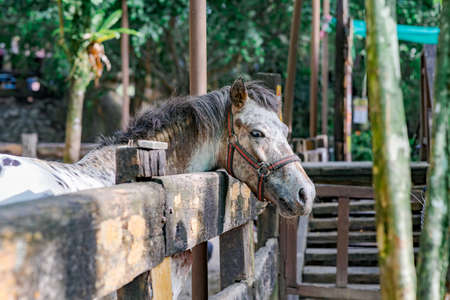 A horse at the ranch.の写真素材