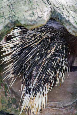 Malayan porcupine or Himalayan porcupine quills or spine on the body.の写真素材