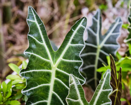 Alocasia Amazonica Sanderiana in the garden.の素材 [FY310184733649]