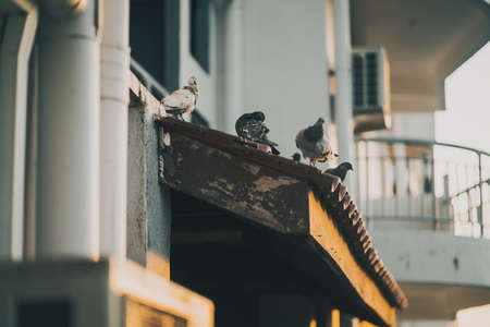 Pigeons resting during sunrise an old apartment.