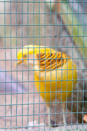 Cage mesh with blurry bokeh yellow bird in the background.の写真素材
