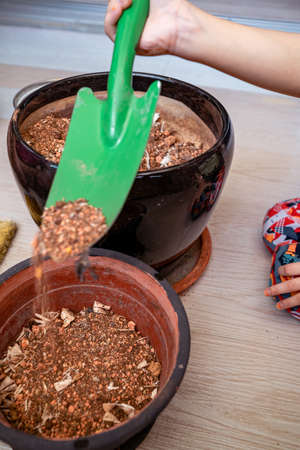 Gardening at home. Transferring soil from one pot to another.の写真素材
