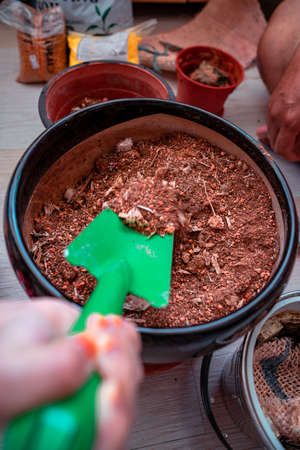 Gardening at home. Transferring soil from one pot to another.
