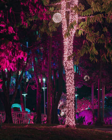 Magical colorful light illuminated on the tree at night.の写真素材